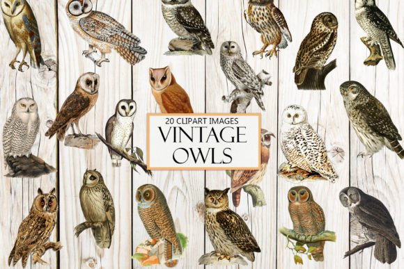 Vintage Owl Clipart: A Timeless Addition to Modern Creative Projects